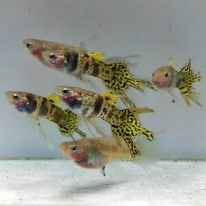 Yellow Tiger King Cobra Swallow Ribbon Guppy