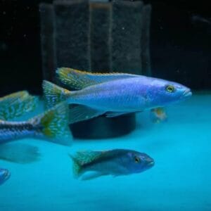 Malawi trout (Champsochromis caeruleus)