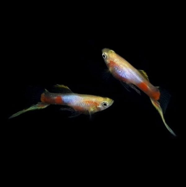 Blonde Blue Star Endler Guppy