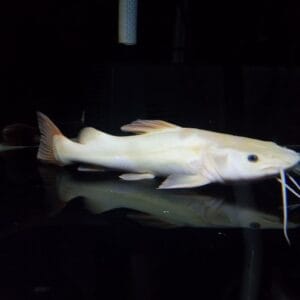 Platinum Red Tailed Catfish