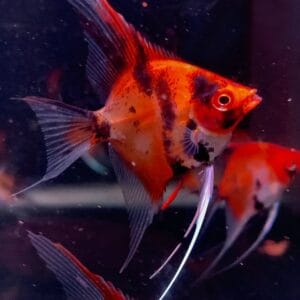 Red Devil Angelfish