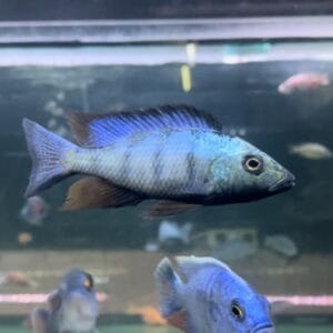 Malawi sand diver (Fossorochromis rostratus)