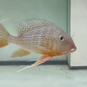 Geophagus Winemilleri