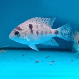 Silver cichlid (Vieja argentea)