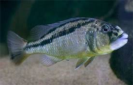 Aristochromis Christyi Cichlid