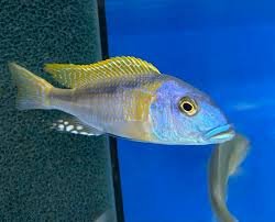 Buccochromis Rhoadesii