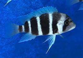 Cyphotilapia Frontosa