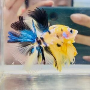 Yellow Koi Halfmoon Betta