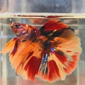 Candy Halfmoon Betta