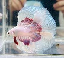 Lavender Halfmoon Double Tail Betta