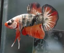 Fancy Cooper Halfmoon Plakat Betta