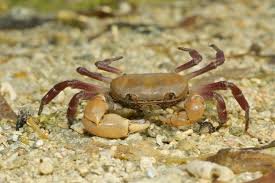 Epigrapsus politus