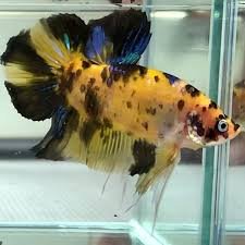 Yellow Koi Giant Plakat Betta