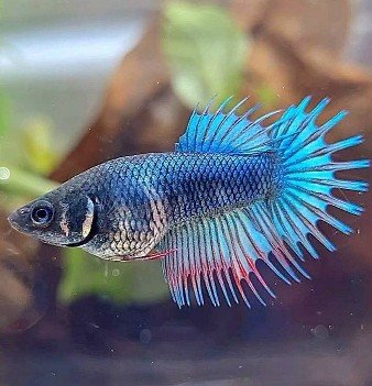Female Crowntail Betta