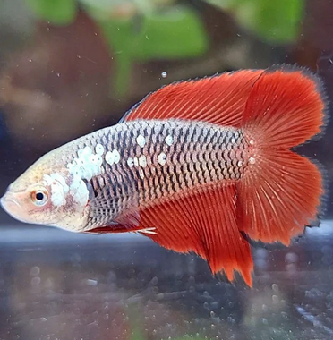 Female Halfmoon Double Tail Betta