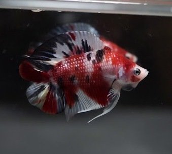 Koi Plakat Double Tail Betta Koi Plakat Double Tail Betta
