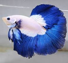 Blue Rimmed Halfmoon Betta