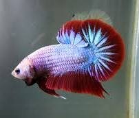 Dragonscale Halfmoon Plakat Betta