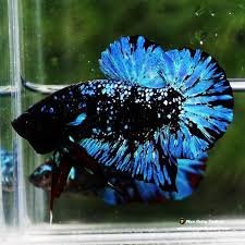 Avatar Halfmoon Plakat Betta