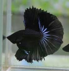 Orchid Halfmoon Betta