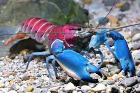 Hoa Creek Cherax