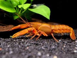 Papuan Orange Tip Crayfish
