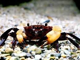 Syntripsa flavichela