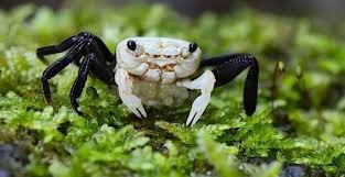 Lepidothelphusa cognetti