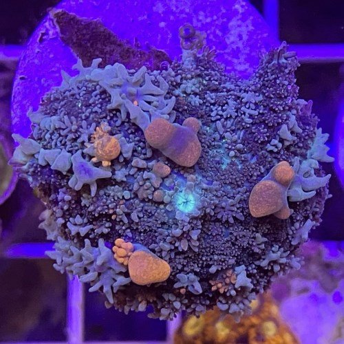 Orange Bounce Rhodactis Mushroom