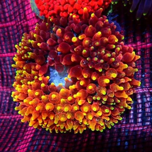 Red Sunburst Bubble Tip Anemone