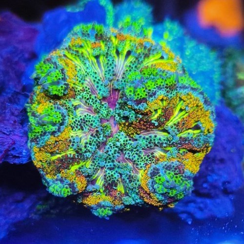 Rainbow Maxi Mini Carpet Anemone