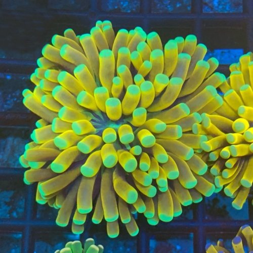 Ultra Banana Euphyllia Torch Coral