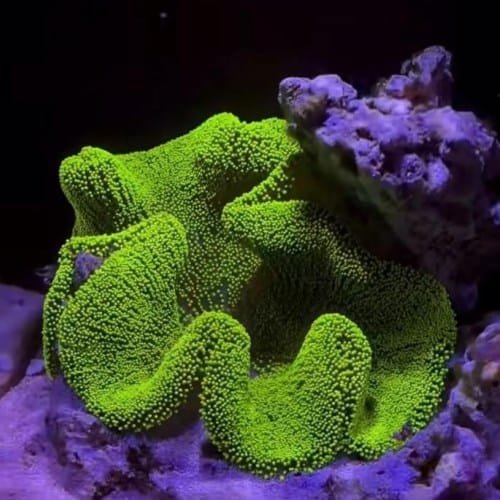 Green Carpet Anemone