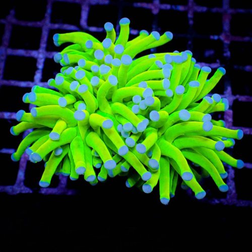 Holy Grail Euphyllia Torch Coral