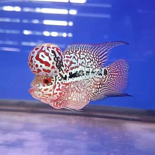 Short Body Kamfa Flowerhorn