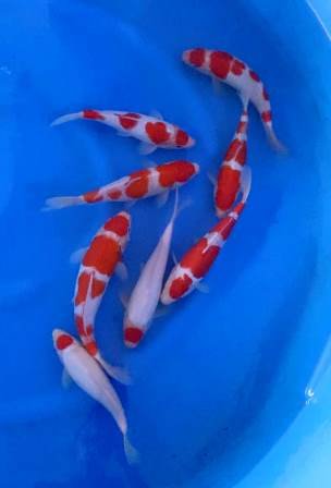 Koi's