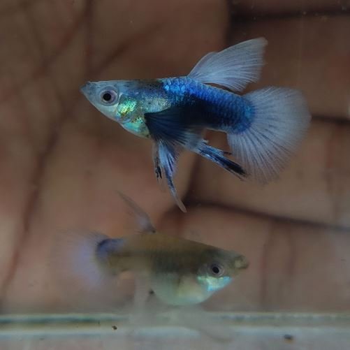 Tuxedo Blue Koi Balloon Guppy