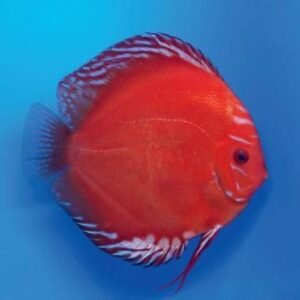 Red marlboro discus
