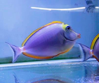 Tangs & Surgeons