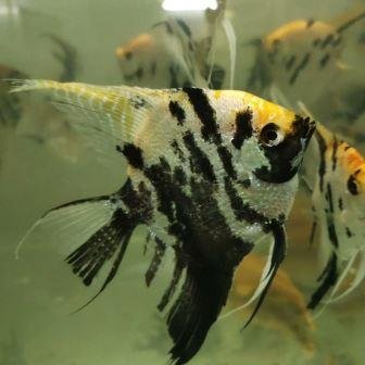 Tri-color angelfish