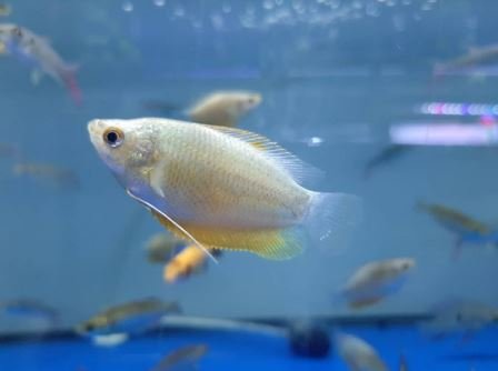 Gouramis
