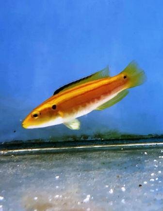 Hogfish