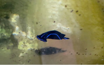 Sea slug and starfish