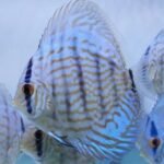 Turquoise discus
