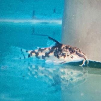 Banded corydoras