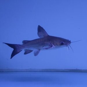 Papuan Shark Catfish