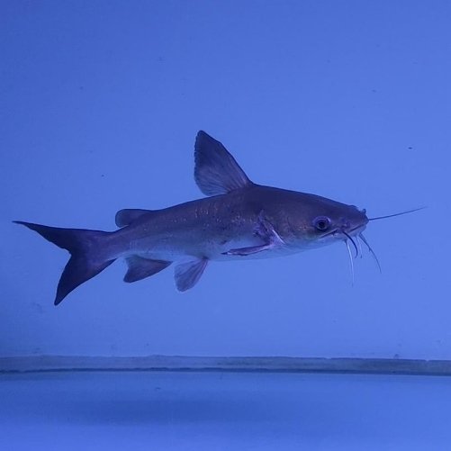 Papuan Shark Catfish
