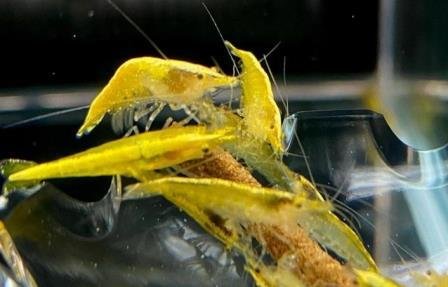 Neocaridina shrimps