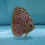 Discus red pigeon