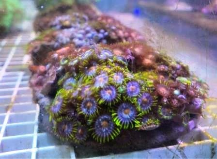 Corals